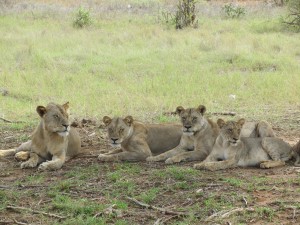 Leeuwen in Kenia