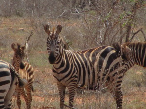 Zebra's in Tsavo, Kenia