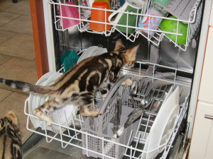 Bengal kitten in the dishwasher