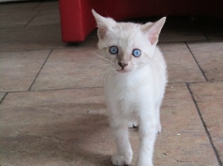 jambo - bengaalse kitten