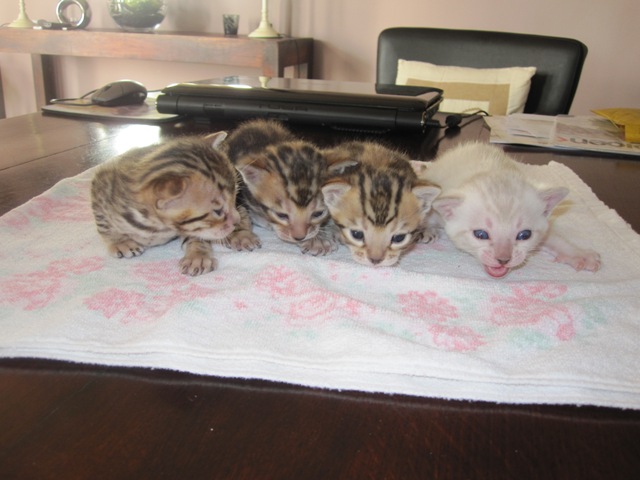 kittens2 - web groot